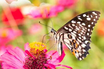 Bài giảng điện tử Khám phá vòng đời của Bướm